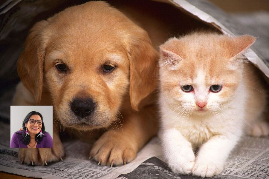 Foto de um cachorrinho e um gatinho juntos, lado a lado. No destaque, foto da Deputada Federal, Juliana Cardoso