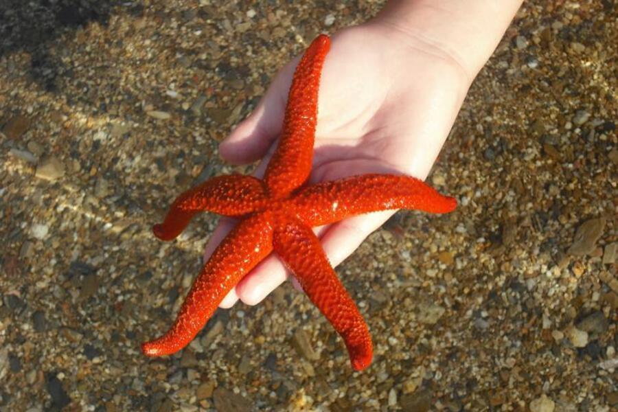 Foto de uma criança segurando uma estrela do mar vermelha