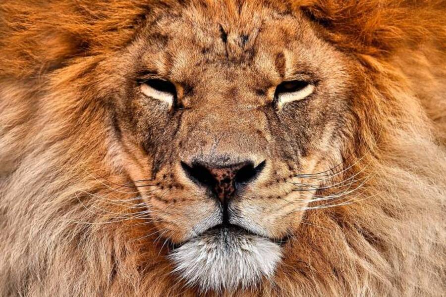Imagem de close de um leão