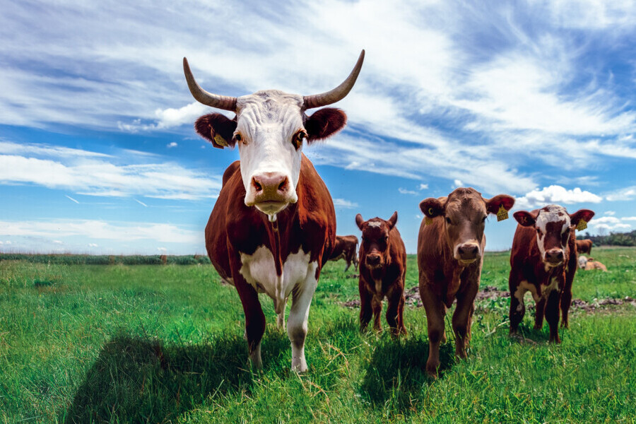 Foto de close de um touro e algumas vacas vindo em direção da câmera